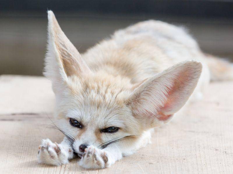 Kleinster Wildhund der Welt: Der Fennek – Bild: Shutterstock / odimup