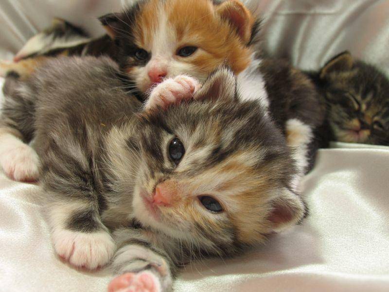 Wirklich süß: Jedes dreifarbige Katzenbaby hat eine ganz individuelle Zeichnung – Bild: Shutterstock / Debbie Oetgen