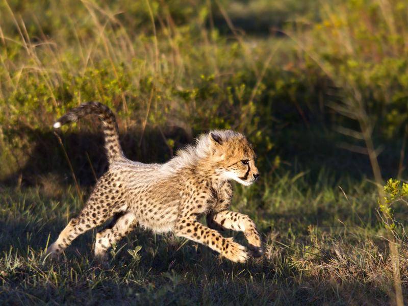 Aber auch Rennen macht den Gepardenbabys sichtlich Spaß – Bild: Shutterstock / Francois van Heerden