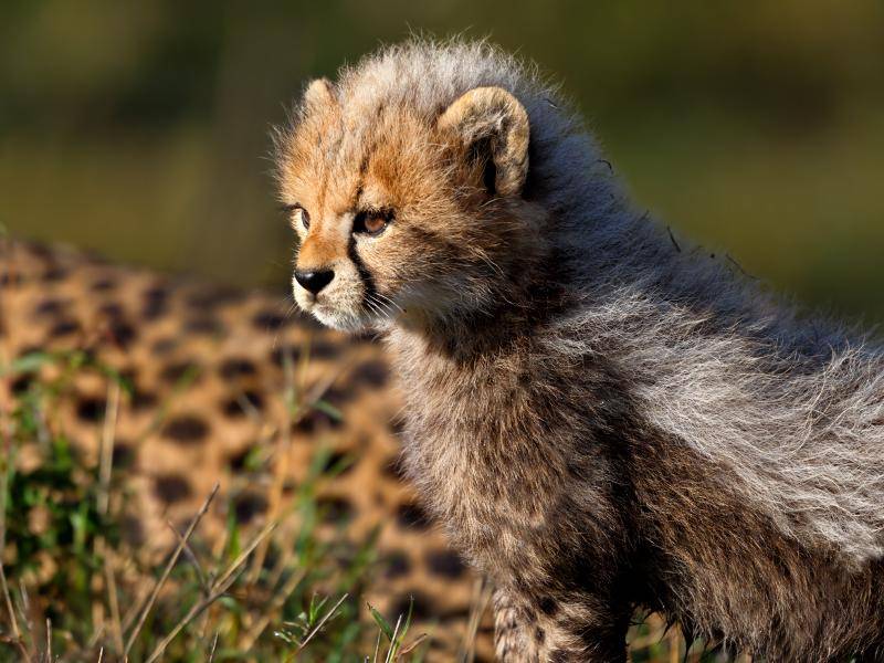 Süß: Ein Gepardenbaby schaut sich genau an, was in der Ferne vor sich geht – Bild: Shutterstock / Maggy Meyer