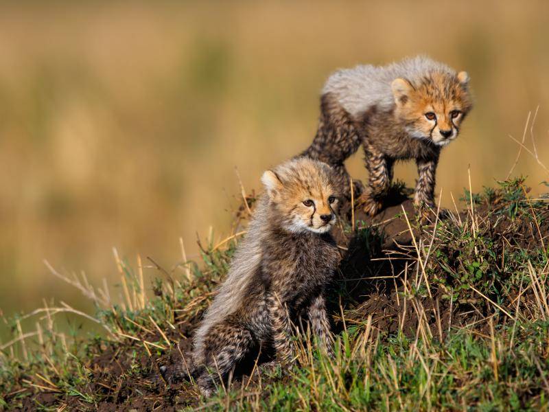 Kleine Geparde auf aufregender Klettertour – Bild: Shutterstock / Maggy Meyer