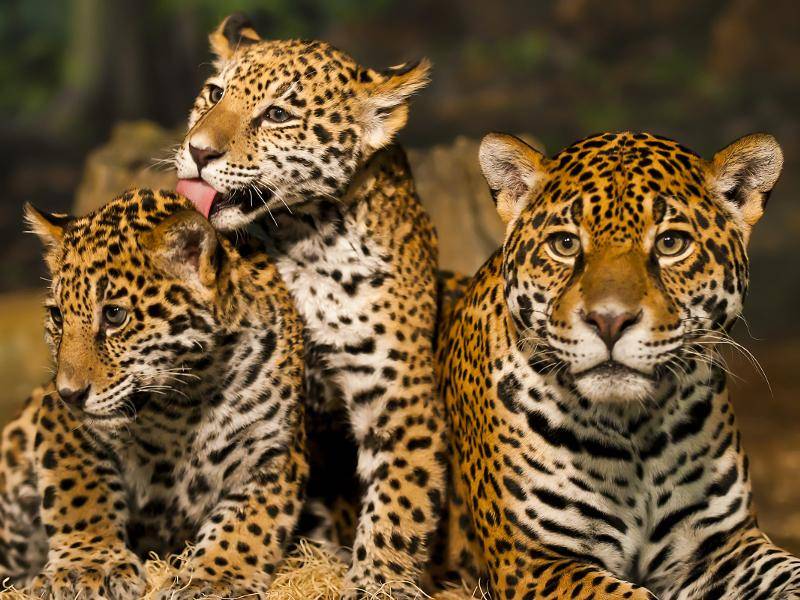 Und aus diesen Jungtieren werden später die wilden Raubkatzen – Bild: Shutterstock / KKimages