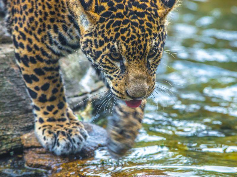 Tierischer Doppelgänger: Häufig wird der Jaguar mit dem Leopard verwechselt – Bild: Shutterstock / KKimages
