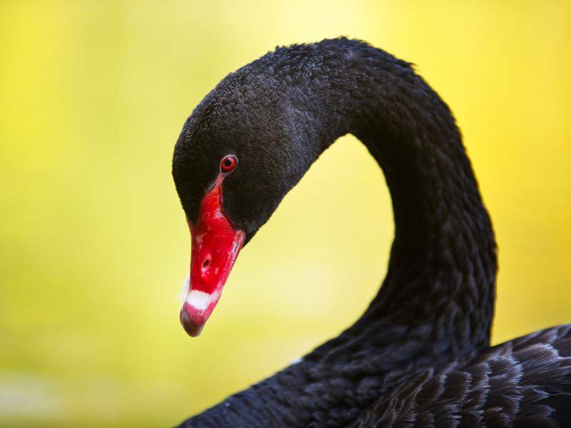 Trauerschwäne sind, bis auf den roten Schnabel, allerdings komplett schwarz – Bild: Shutterstock / Tatiana Katsai