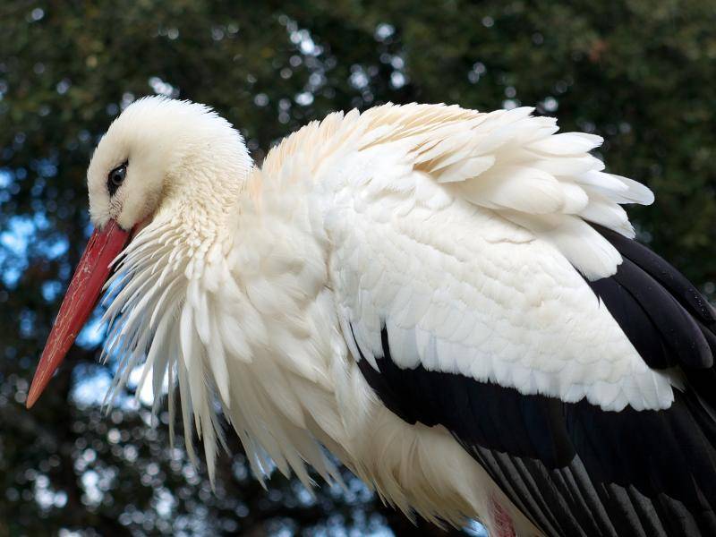 "Hallo, ich bin ein Storch und ich erzähle nun ein wenig über meine Tierart!" – Bild: Shutterstock / Lisi4ka