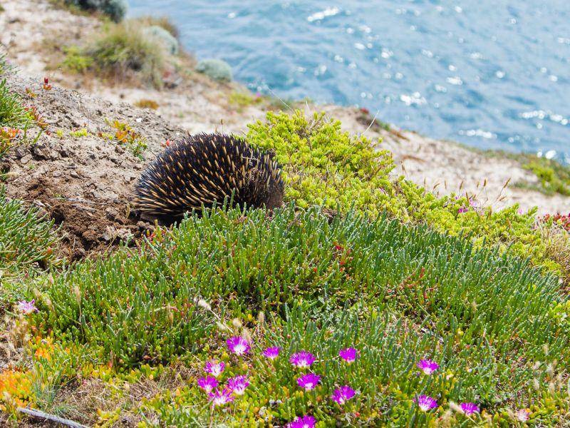 Felsiges Gelände ist kein Problem für die geschickten Säugetiere – Bild: Shutterstock / Milosz_M
