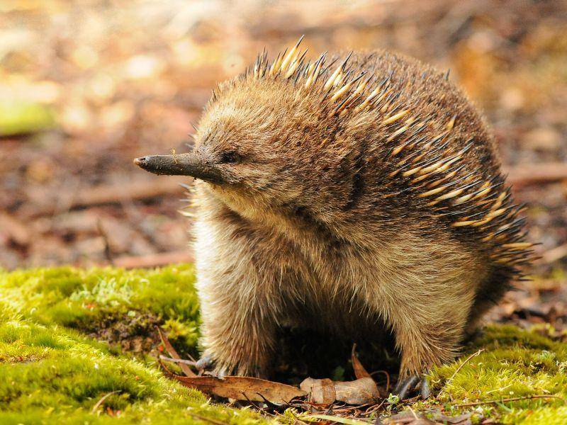 Sie leben über all da, wo es Nahrung für sie gibt – in Teilen Australien, Tasmanien und Neuguineas – Bild: Shutterstock / Jeroen Visser