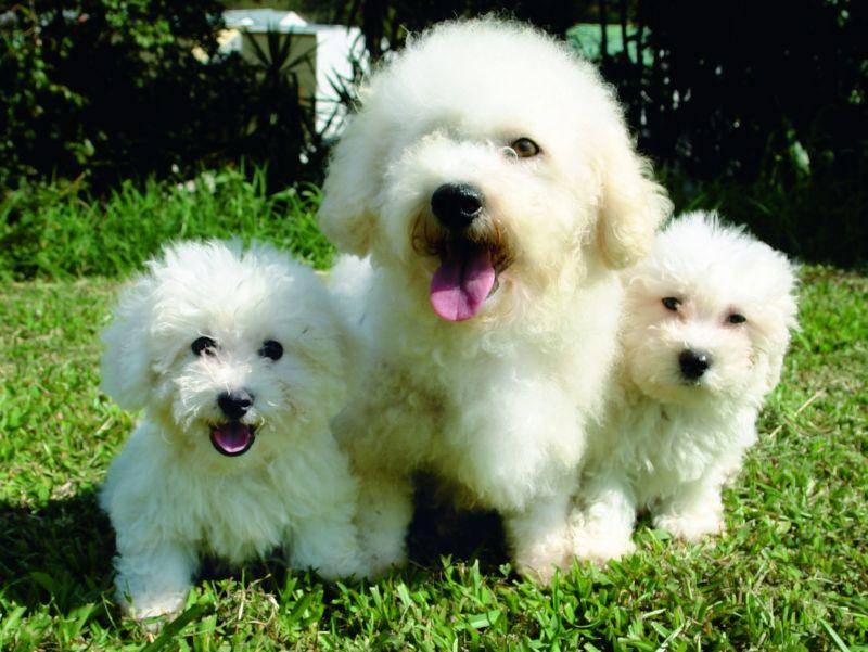 Kleines flauschiges Familienglück: Eine Bichon-Frisé-Hundemama mit Nachwuchs – Bild: Shutterstock / pixshots