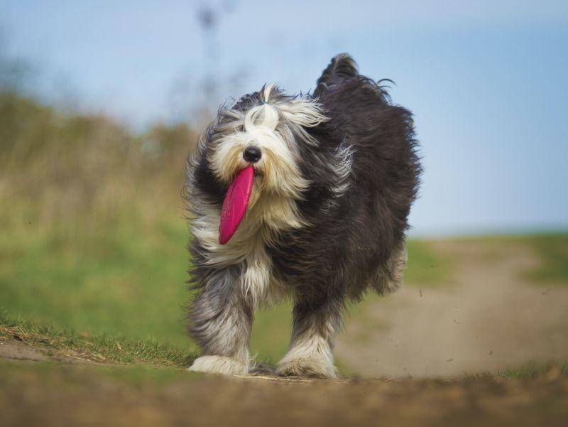 Frisbee-Scheiben apportieren: Für diesen Bobtail kein Problem! – Bild: Shutterstock / Best dog photo