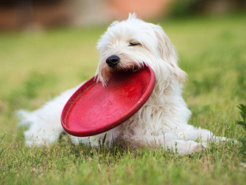 Ob dieser spielfreudige Vierbeiner seine Frisbee-Scheibe je wieder hergibt? – Bild: Shutterstock / Cryber