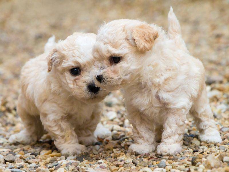 Tierisch klein und tierisch niedlich: Die ersten beiden Hunde in unserer Bildergalerie – Bild: Shutterstock / Petr Pajpach