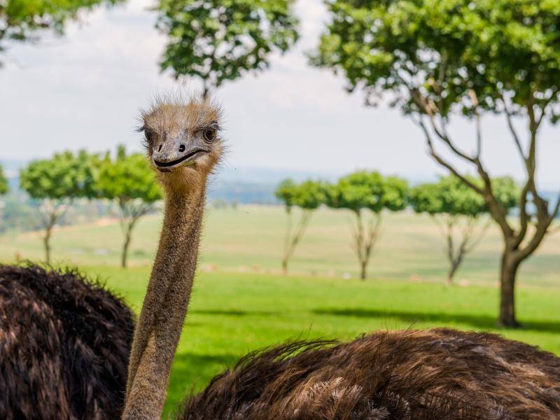 Bei diesem Tier fallen natürlich zuerst der lange Hals und der zierliche Kopf auf – Bild: Shutterstock / kamira777