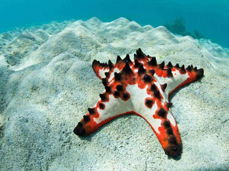 Und dieser bleibt allein durch seinen Namen im Gedächtnis: Chocolate Chip Sea Star – Bild: Shutterstock / Ethan Daniels