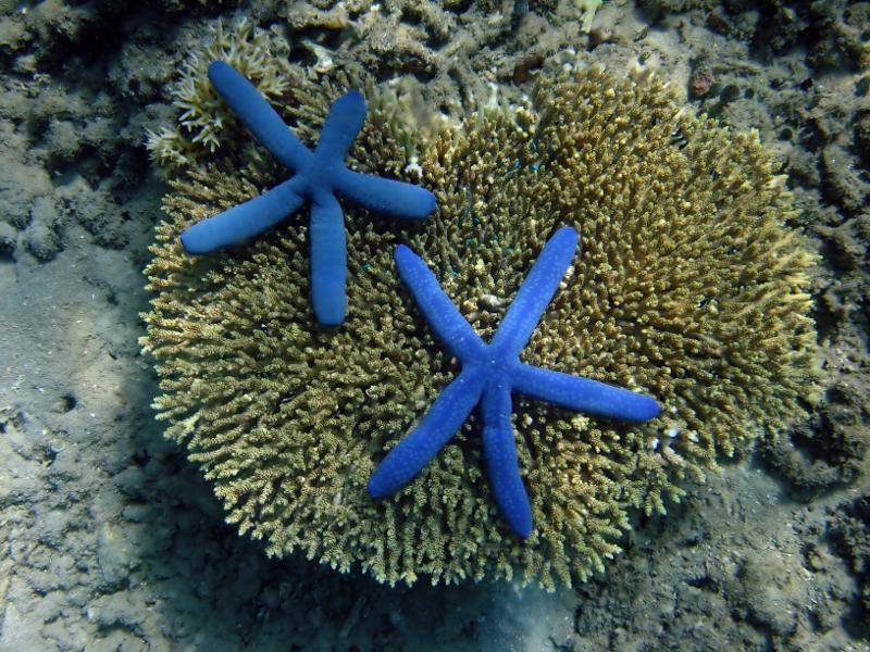 Huch, Seesterne gibt es also auch in Blau? Wunderschön! – Bild: Shutterstock / Manamana
