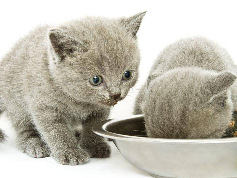 "Juhu, das war lecker!", scheint sich Kätzchen Nummer zwei zu denken – Bild: Shutterstock / NatUlrich