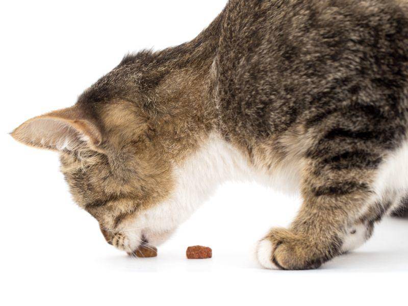 Natürliche Katzensnacks für die Belohnung zwischendurch – Bild: Shutterstock / schankz