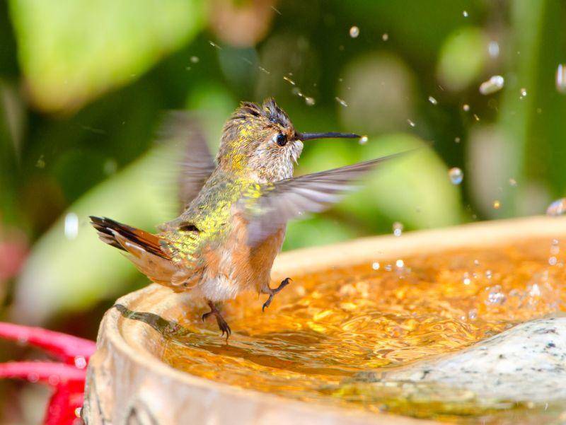"1, 2, 3 und auf geht's!!!" Ganz eindeutig: Dieser Kolibri freut sich auf die Badezeit! – Bild: Shutterstock / Birdiegal