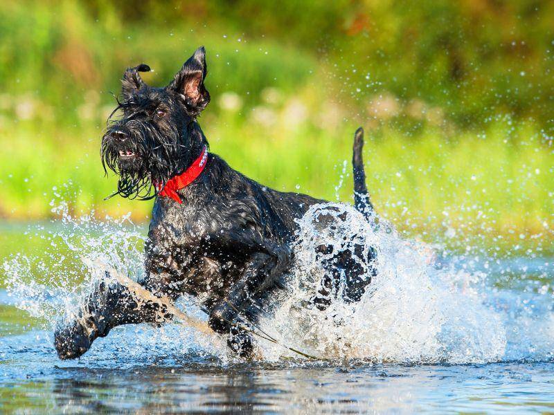 Abwechslungsreiche Beschäftigung ist dem munteren Hund wichtig – Bild: Shutterstock / Rita Kochmarjova