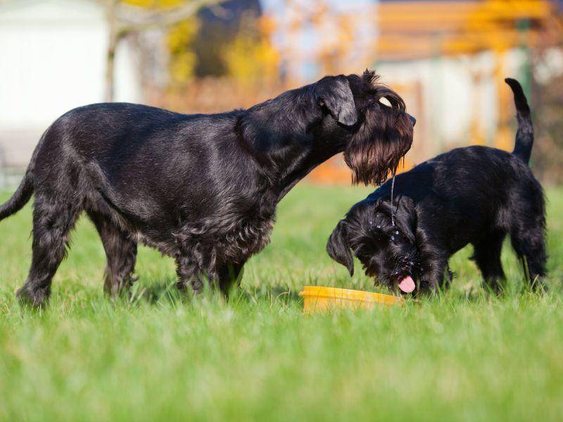 Die Grundlagen der Hundeerziehung übernimmt die Hundemama – Bild: Shutterstock / Christian Mueller