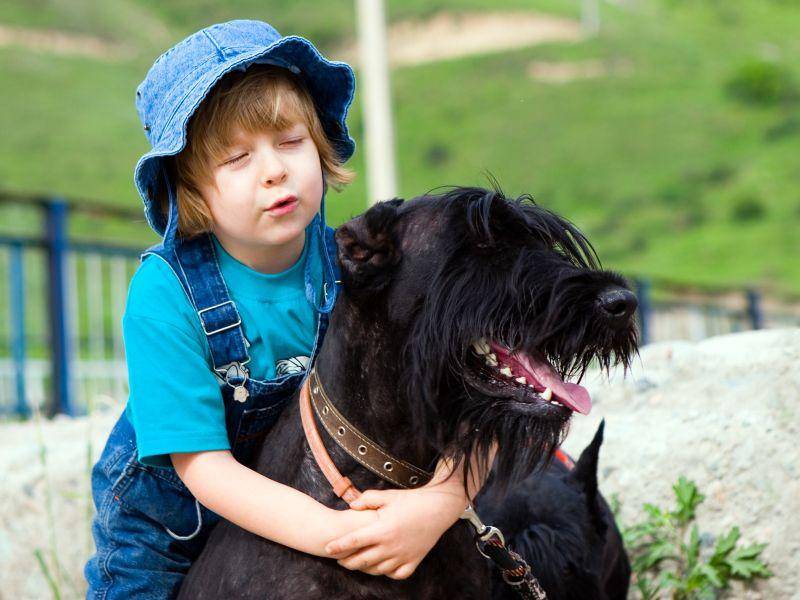 Wer ihn gut erzieht hat in dem großen Schnauzer einen tollen, verlässlichen Familienhund – Bild: Shutterstock / Danila