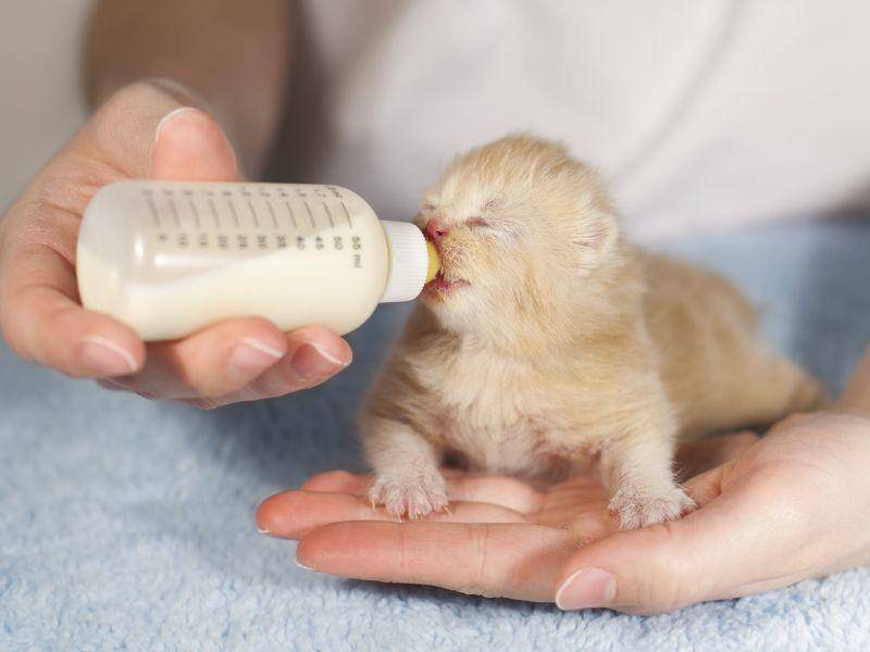 So winzig: Ein rotes Katzenbaby trinkt seine Milch – Bild: Shutterstock / vvvita
