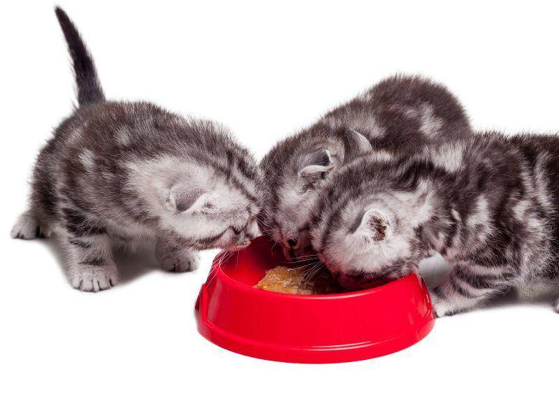 "Mag ich das auch?", könnte sich das Kätzchen auf der linken Seite gerade fragen – Bild: Shutterstock / g stockstudio