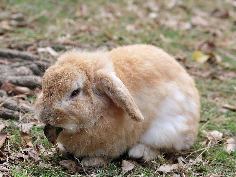 Na, machst du einen Ausflug, kleines Kaninchen? – Bild: Shutterstock / topimages