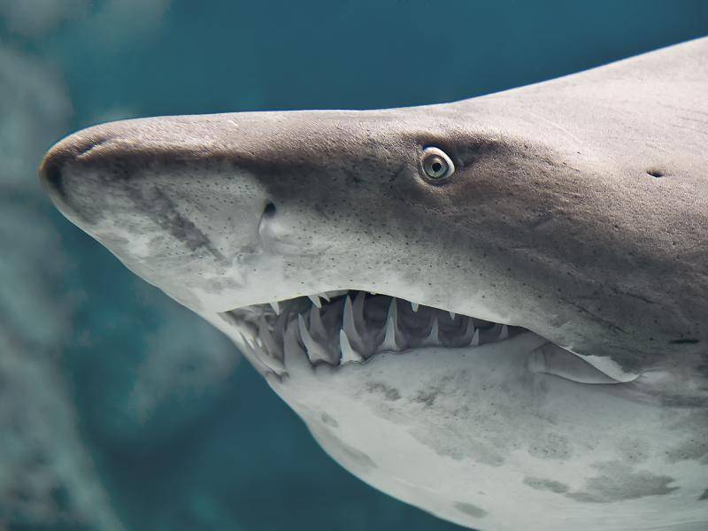 Hai ist nicht gleich Hai: Auf der ganzen Welt gibt es rund 500 Arten dieser Fische – Bild: Shutterstock / Havoc