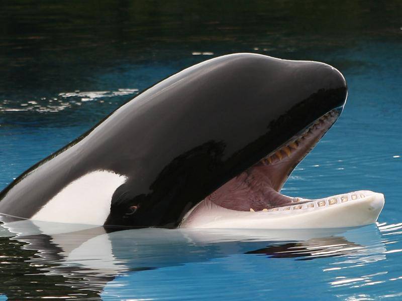 Der Orca, auch Schwertwal genannt, ist die größte Art der Delfine – Bild: Shutterstock / Karina Wallton