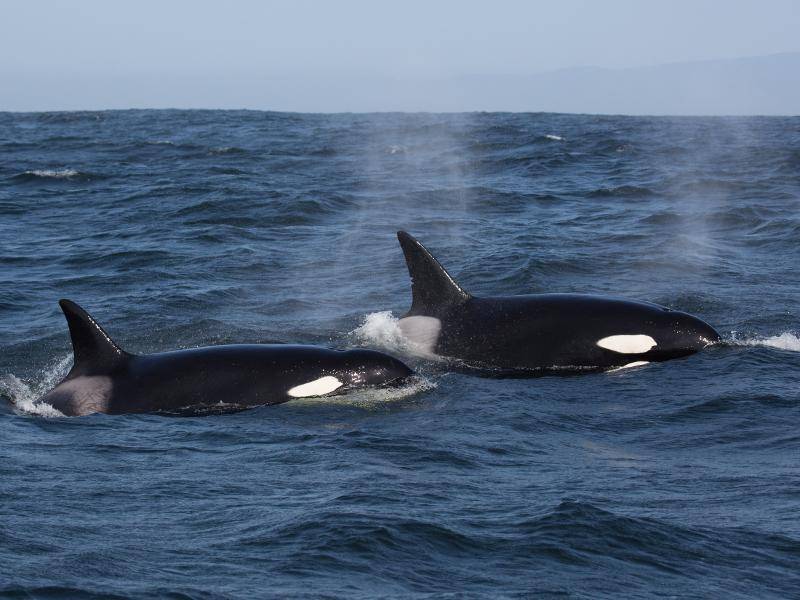 Diese Wale können über neun Meter lang werden, ... – Bild: Shutterstock / Tory Kallman