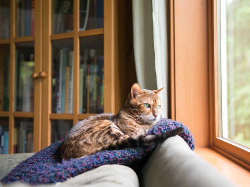Manchmal ist die Wohnung für Katzen besser als Freigang – Shutterstock / Anna Hoychuk