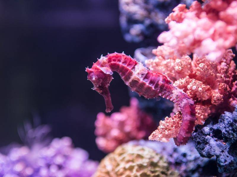 Dieses zauberhafte Seepferdchen passt farblich perfekt zur rosafarbenen Koralle – Shutterstock / NA image