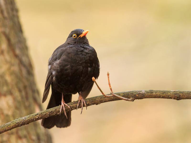 ...und ist ein bekannter Vertreter der Singvögel – Bild: Shutterstock / Michal Ninger