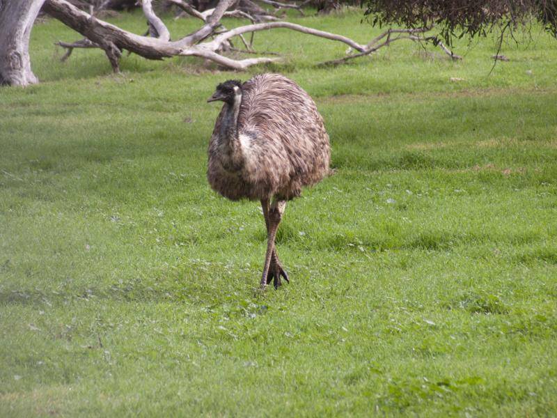 Zu finden sind die Großen Emus hauptsächlich in großen Gebieten Australiens – Bild: Shutterstock / Susan Flashman