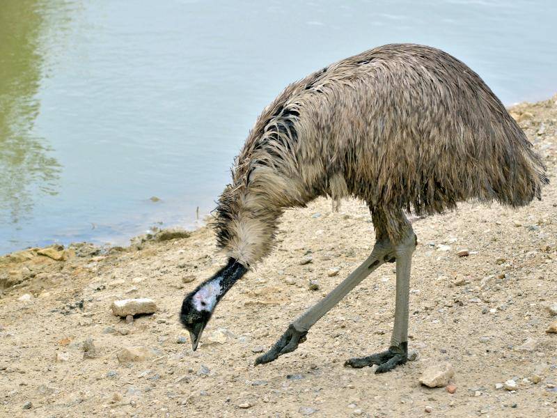Und was machen diese Emus den ganzen Tag? Essen! – Bild: Shutterstock / Christian Musat