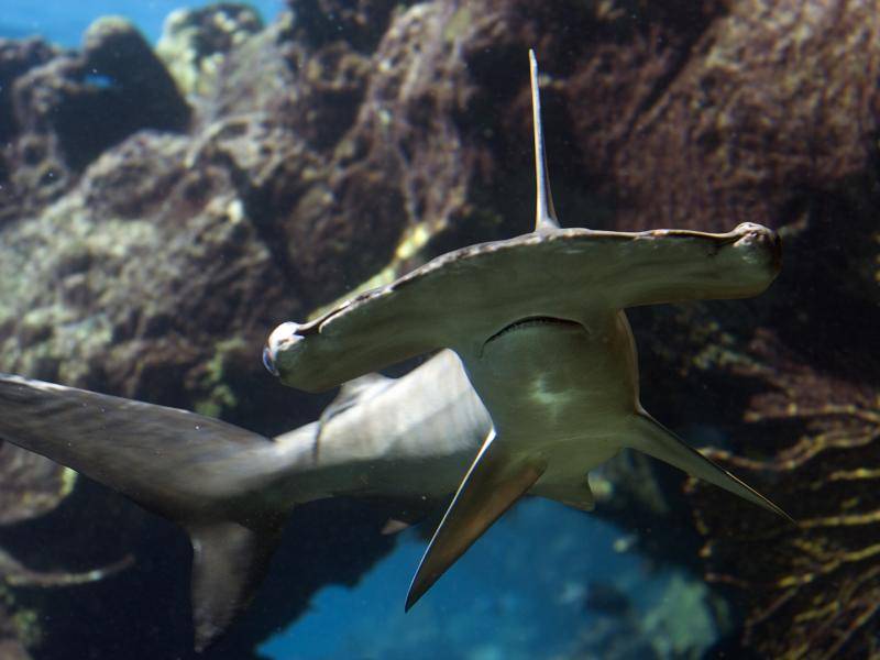 Ganz schön Furcht einflößend, dieser Hammerhai! – Bild: Shutterstock / Ian Scott