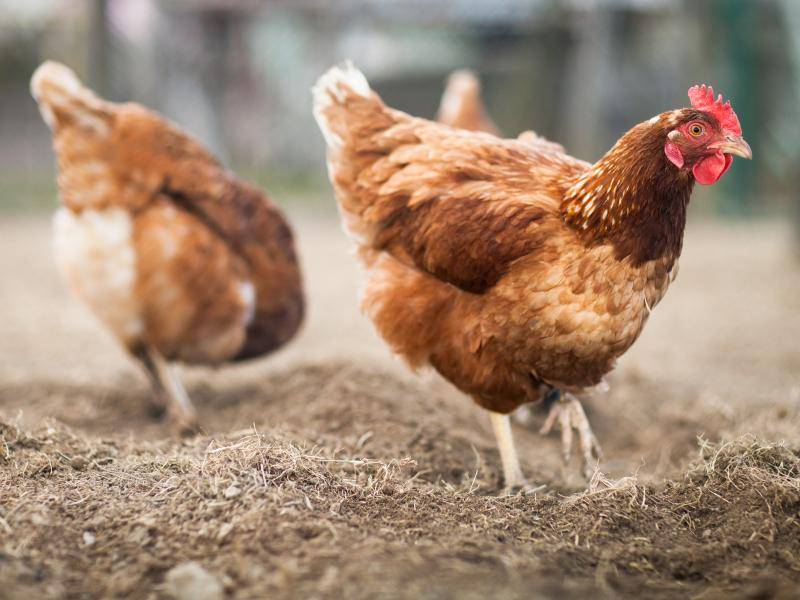 Allerdings haben diese Hühner, durch den Stress des Eierlegens, keine hohe Lebenserwartung – Bild: Shutterstock / l i g h t p o e t
