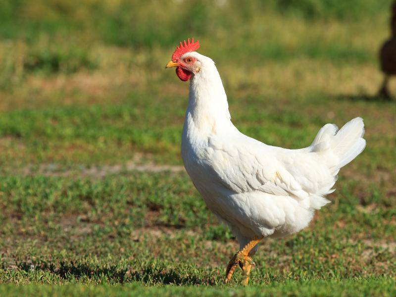 Hühner sind Laufvögel, sie können aber bei Bedarf auch ein paar Meter fliegen – Shutterstock / Vishnevskiy Vasily