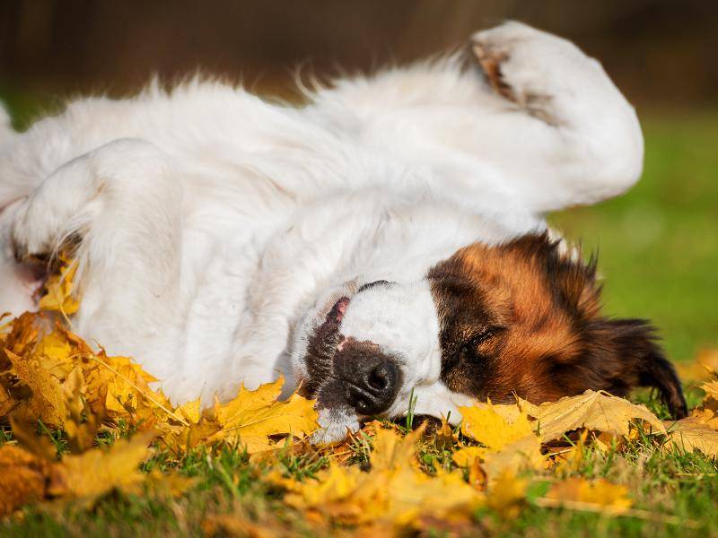 "Ich könnte mich ewig im Laub wälzen!" – Shutterstock / Rita Kochmarjova