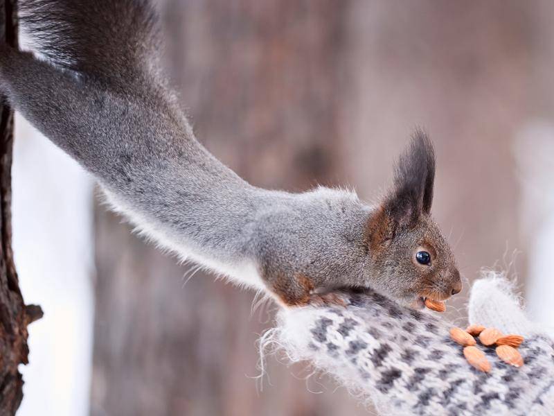 Graziöses Hörnchen: "Ja, ich habe die Nuss!" – Shutterstock / USBFCO