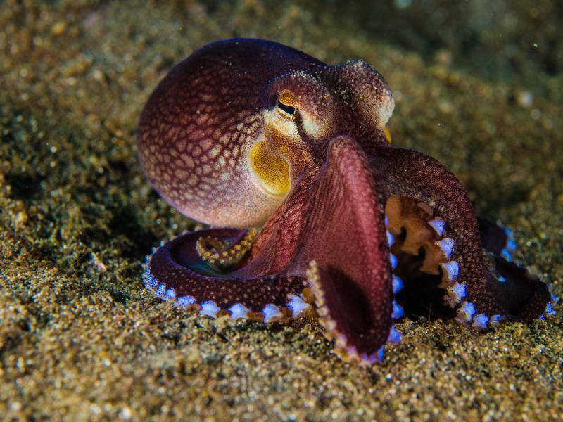 Meerestier mit langen Tentakeln: Oktopus