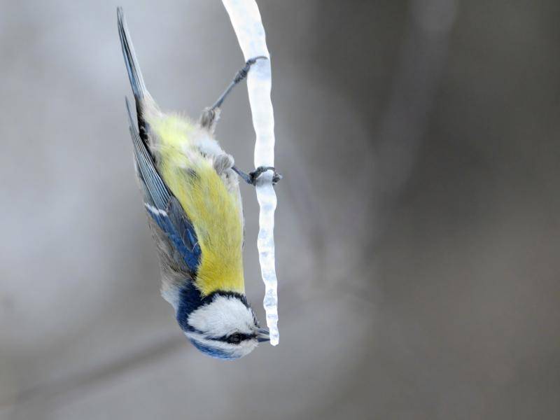 Rutsch- oder Gefrierbrandgefahr? Für diesen Vogel kein Hindernis – Bild: Shutterstock / Victor Tyakht