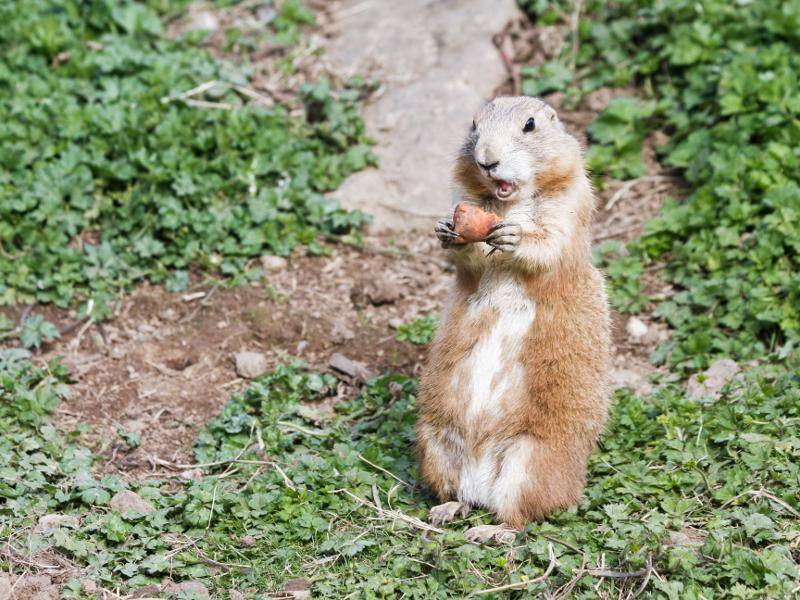"Boah, jemand hat von meiner Karotte abgebissen! Wer war das?" – Bild: Shutterstock / tomiimages