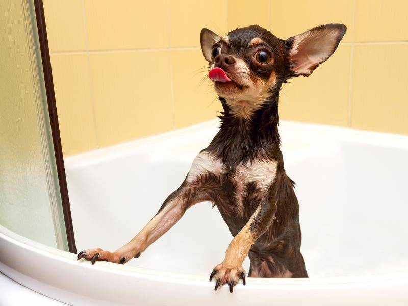 "Ätsch, das ist meine Dusche!" – Bild: Shutterstock / kamilpetran