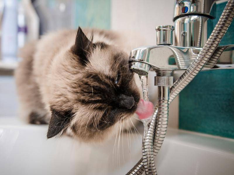 Eine Entdeckungstour im Badezimmer macht ganz schön durstig - Bild: Shutterstock/Pavlina Trauskeova