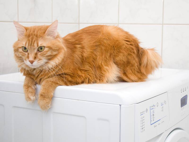 Diese Katze entspannt auf einer Waschmaschine - Bild: Shutterstock/Asasirov