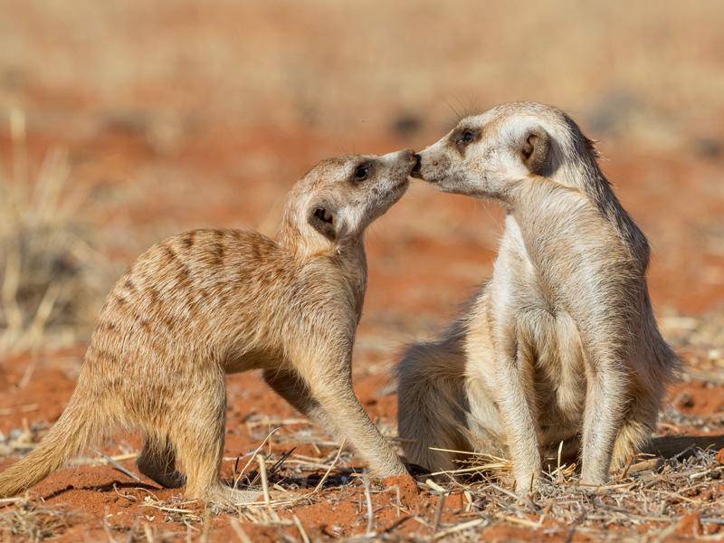 Guten Freunden gibt man ein Küsschen... finden auch diese süßen Erdmännchen. – Bild: Shutterstock / Luca Nichetti