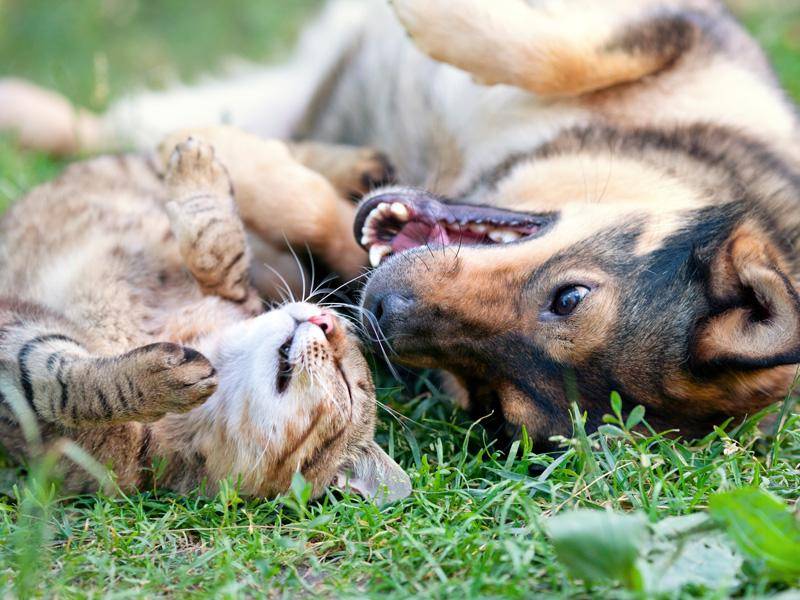 ... weil Katzenfreunde auch mit dem Nachbarshund spielen — Bild: Shutterstock / vvvita