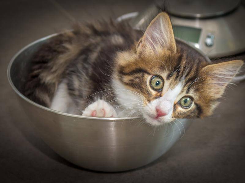 Was für ein Leben: Kleines Katzenglück in der Küchenschüssel — Bild: Shutterstock / PawelG Photo