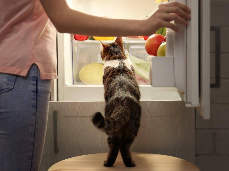 In der Küche können Katzen vieles finden, in erster Linie natürlich Essen — Bild: Shutterstock / Africa Studio